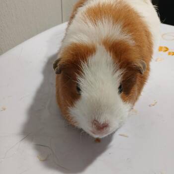 Rescue Guinea Pig Guinea Pigs for Adoption in Tampa, Florida - Potato | PetCurious